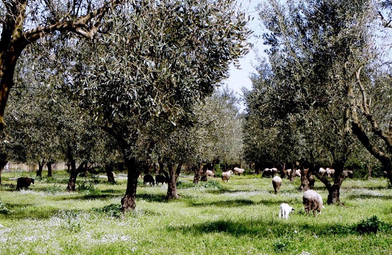 Κινδυνεύουν απο λειψυδρία 20.000 ελαιόδενδρα στους Γόννους του Δήμου Τεμπών