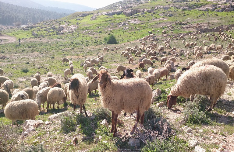 Πανώλη μικρών μηρυκαστικών: Περαιτέρω ελαφρύνσεις στα μέτρα για μετακινήσεις ζώντων ζώων