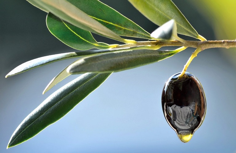 Σε απόγνωση οι ελαιοπαραγωγοί σε όλη τη χώρα