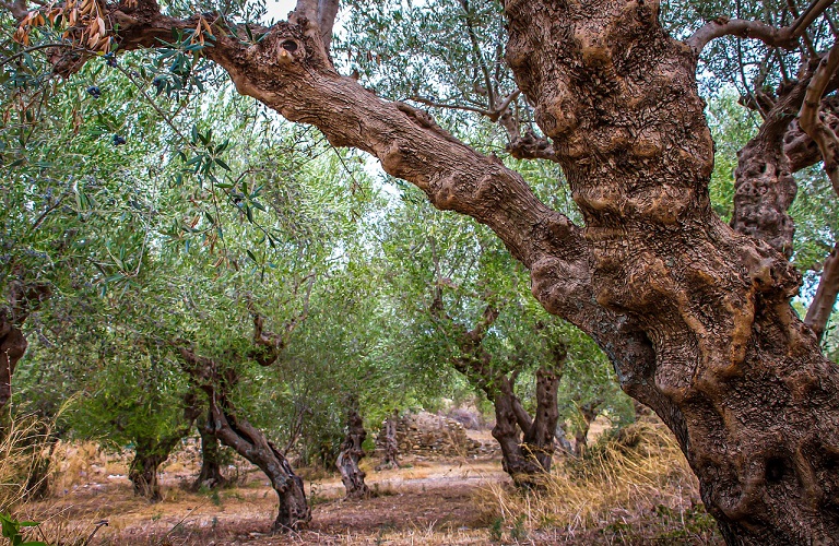 Καλά νέα για το ελαιόλαδο: Η βελτιωμένη φετινή σοδειά, θα ρίξει στο μισό τις τιμές