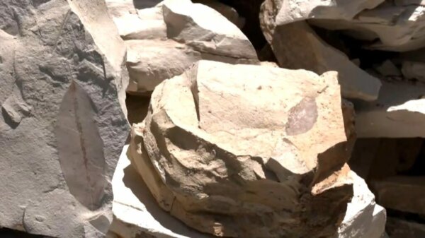 Την ένταξη των απολιθωμάτων στο νέο Μουσείο Ολύμπου ζητά η Κοινότητα Λυκουδίου Ελασσόνας