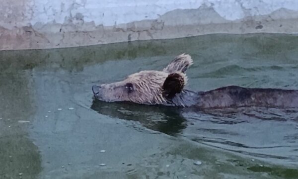 Ιωάννινα: Αρκούδα εγκλωβίστηκε σε δεξαμενή – Πώς κατάφεραν να τη σώσουν