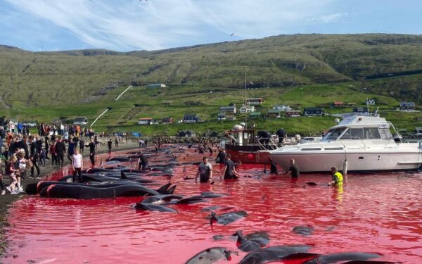 Νήσοι Φερόε: Περισσότερες από 90 φάλαινες πιλότοι σφαγιάστηκαν από κυνηγούς