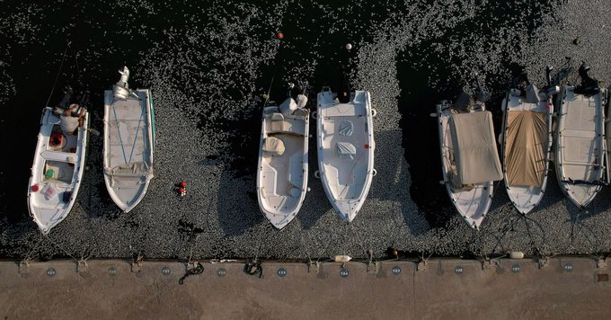 Βόλος: Στα διεθνή ΜΜΕ οι θλιβερές εικόνες με τα νεκρά ψάρια – Πάνω από 60 τόνοι