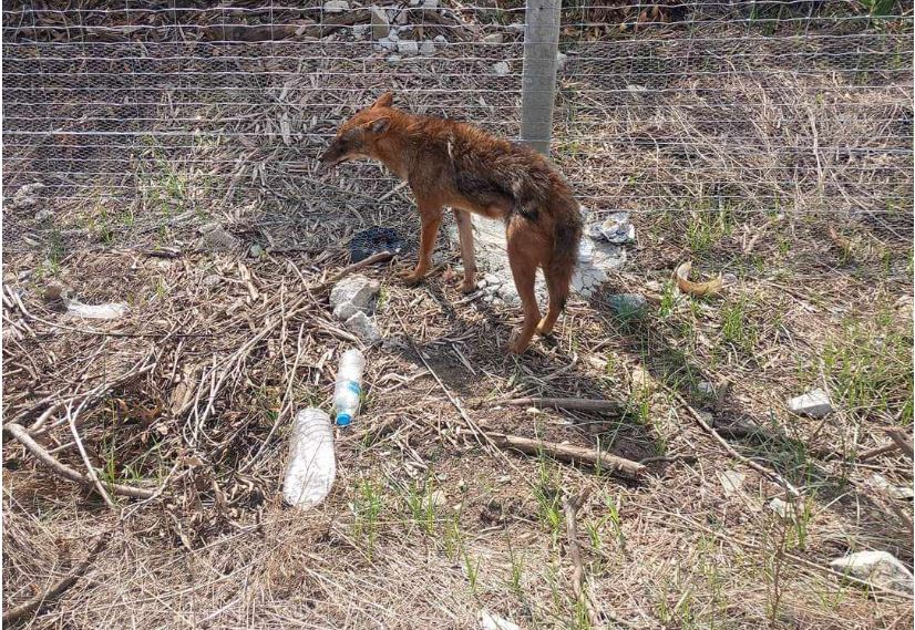 Τσακάλι βρέθηκε σε κατοικημένη περιοχή έξω από την Λάρισα – Αναζητούσε τροφή