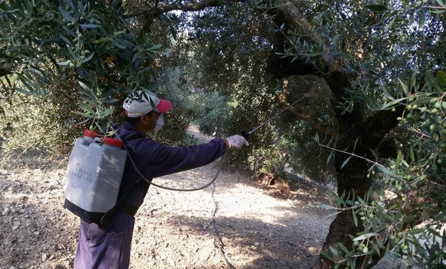 Δολωματικός ψεκασμός για τον δάκο της ελιάς στους Δήμους Τυρνάβου, Ελασσόνας και Τεμπών