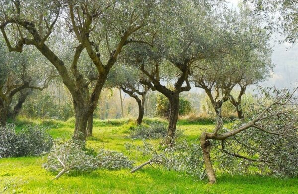 Ελιά: Πού πραγματοποιήθηκε πρόγραμμα δακοκτονίας