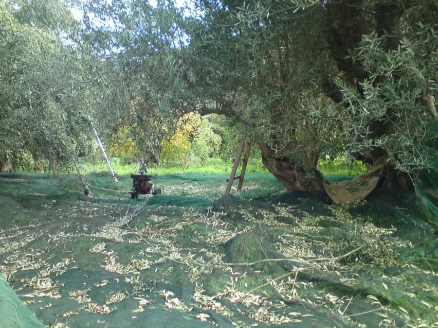 Κλέφτες στη Μελιβοία “ράβδιζαν” 40 ελαιόδενδρα επί διήμερο